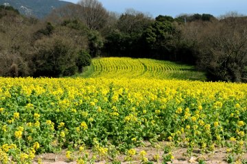 A long sweep of yellow blossoms