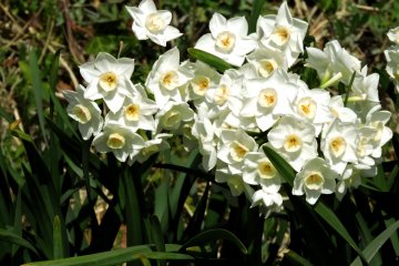 Narcissus