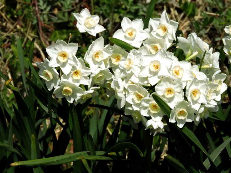 Narcissus