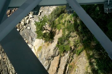Pine tree clinging precariously to the rocky cliff below the bridge