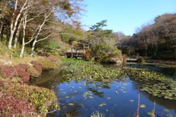 Le Jardin Alpin du Mont Rock