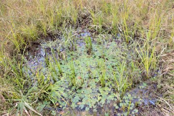 The marshlands themselves would be unhikable if not for the boardwalks