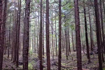 A small dirt trail leads off from the park into several less-maintained forest trails