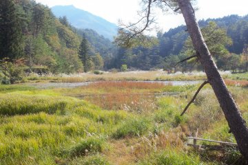 When one hears the word "marshlands", they probably don't imagine this kind of beauty 