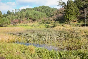 Lilly pads and long grass