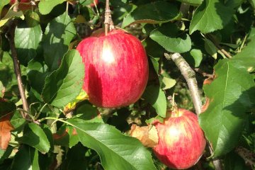 Crispy red apples 