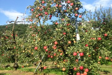 This apple tree is ready to harvest. 