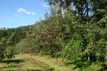 Follow the path to harvest with ease. 