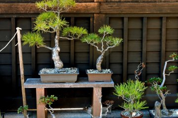 Bonsai pines on display