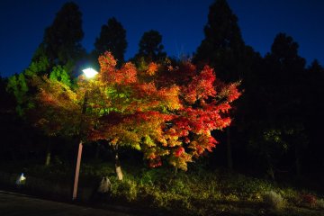Suzaku No Niwa Autumn Illumination