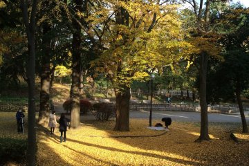 Ginkgo trees.