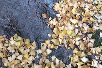 Ginkgo leaves on the ground.