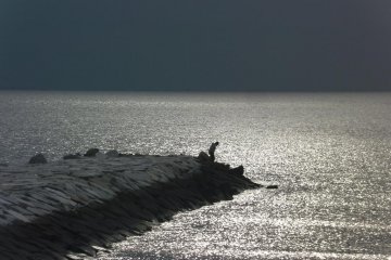 Silhouettes against a gray world