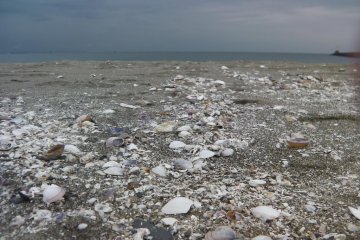 Uncrunched shells free of August's stampeding feet