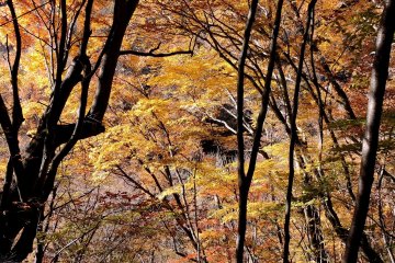 Randonnée Automnale à Nishizawa