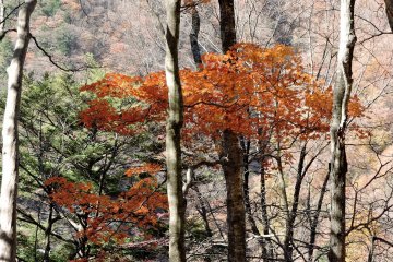 Randonnée Automnale à Nishizawa