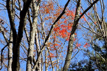 Randonnée Automnale à Nishizawa