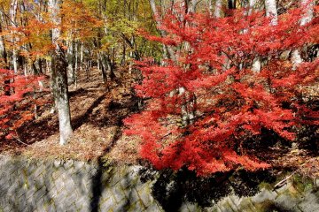 Randonnée Automnale à Nishizawa
