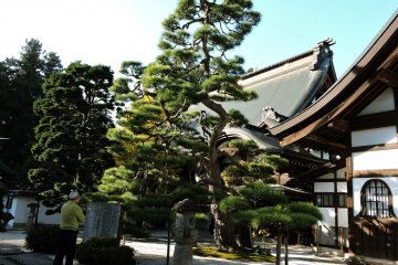 Erin-ji abrite quelques pins magnifiques