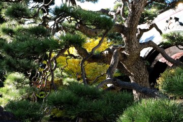 Des feuilles jaunes parmi les branches de pins