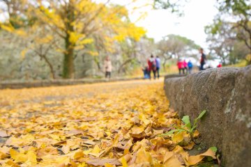 Golden gingko leaves highlight the walking path