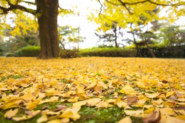 A golden carpet makes the visit more interesting