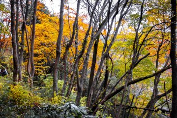 As you ascend this valley’s slopes more colors await 