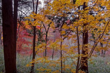   The colors vary from bright yellow to dark red