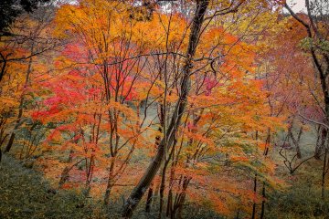  In fact the colors are so numerous it’s difficult to count them all