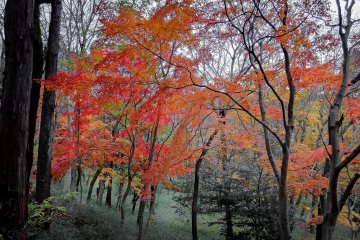  Even the usually darker valley floors are a refreshingly bright sight during autumn 
