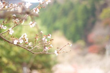 Tipe sakura khusus yang mekar pada bulan Oktober dengan cuaca musim dingin