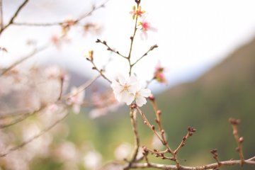 Sama cantiknya dengan sakura yang mekar pada musim semi