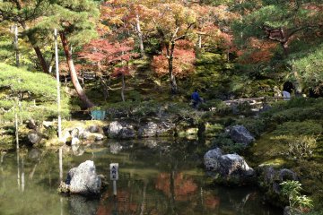 The pond and the trees make a great combination in this frame