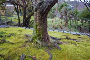 The forest around the grounds is quiet and serene