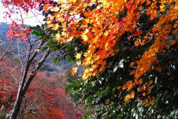 Nature trail