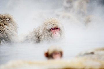 Seekor kera sedang mandi