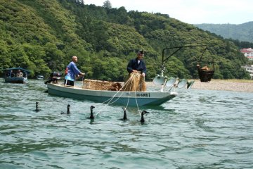 Cormorant fishing in the daytime
