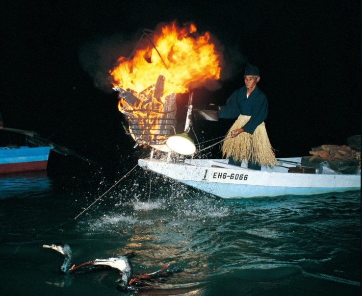 Cormorant fishing at night