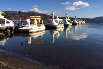 Rent a swan boat!