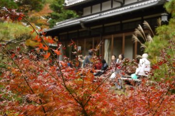 หลงเสน่ห์ใบไม้เปลี่ยนสี ที่สวนโยะชิกิเอ็น 
