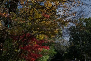 Autumn leaves as you climb the slope
