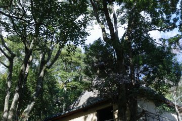 Yamashita house
