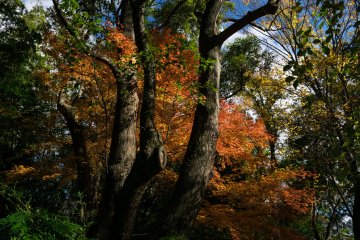 Autumn leaves in the garden