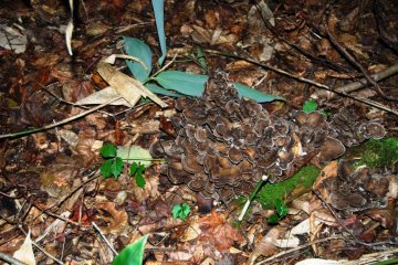 Here it is: a super big maitake, which would bring in a lot of money