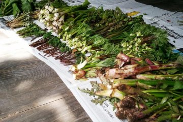 Selection of mountain vegetables that are being used in Dewa Sanzan Shojin Ryori