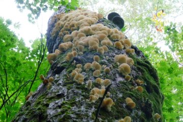 Wild mushrooms are an essential part in Dewa Sanzan Shojin Ryori - one just has to find them first