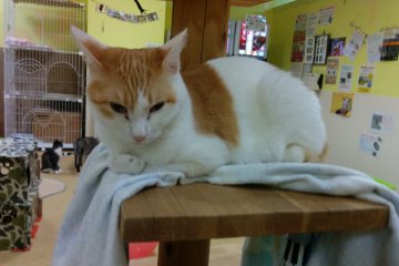 Fukushima City Cat Cafe [Closed]