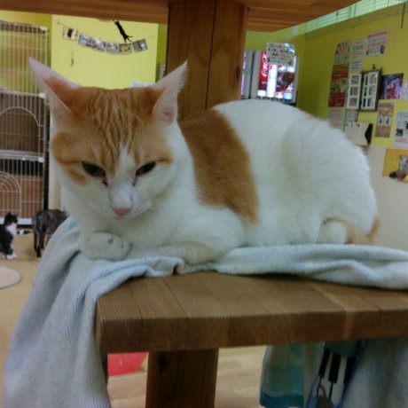 Animal Cafes