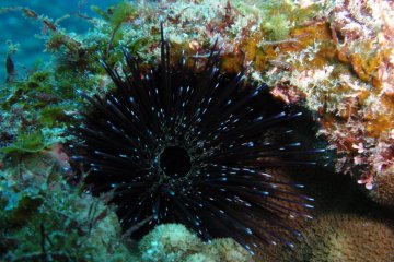 Scuba Diving in Hachijojima
