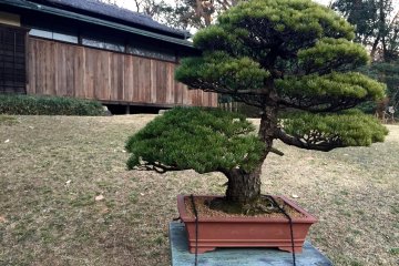Meiji Jingu Inner Garden